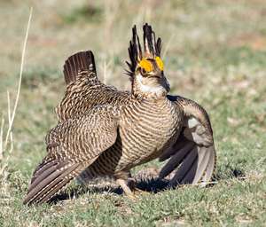 Photo of lesser prairie-chicken. Laura Erickson