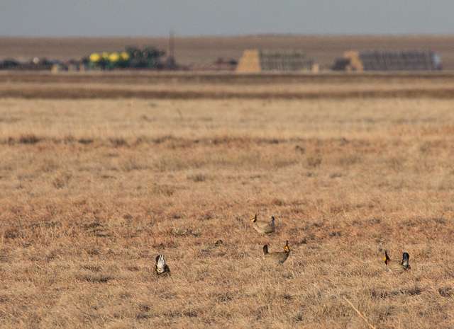 Photo of lesser prairie-chickens on a lek, with ranch operations visible in background, photo credit: Laura Erickson