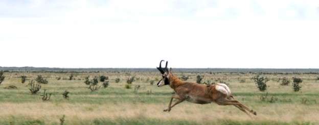 Pronghorn. Andy Lawrence photo
