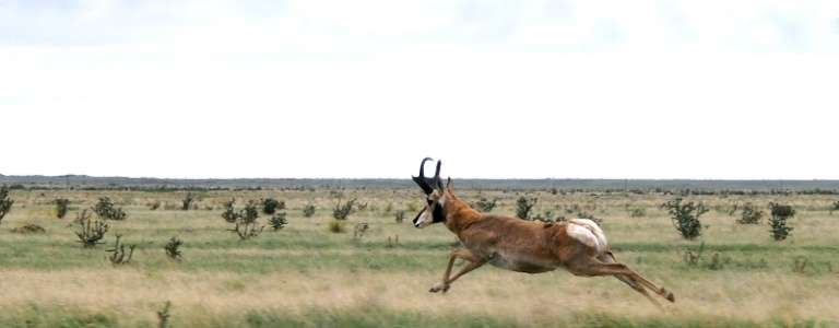 Pronghorn. Andy Lawrence photo