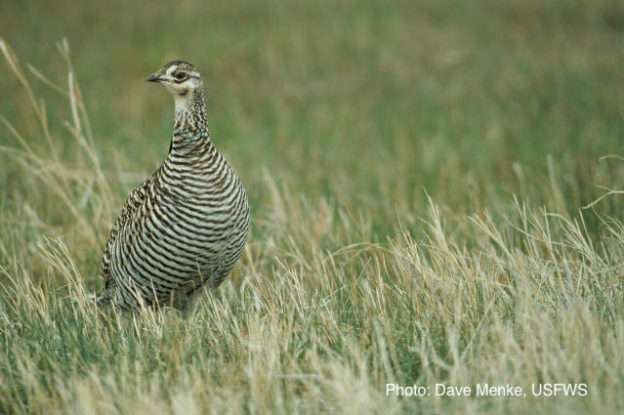 Greater prairie-chicken photo