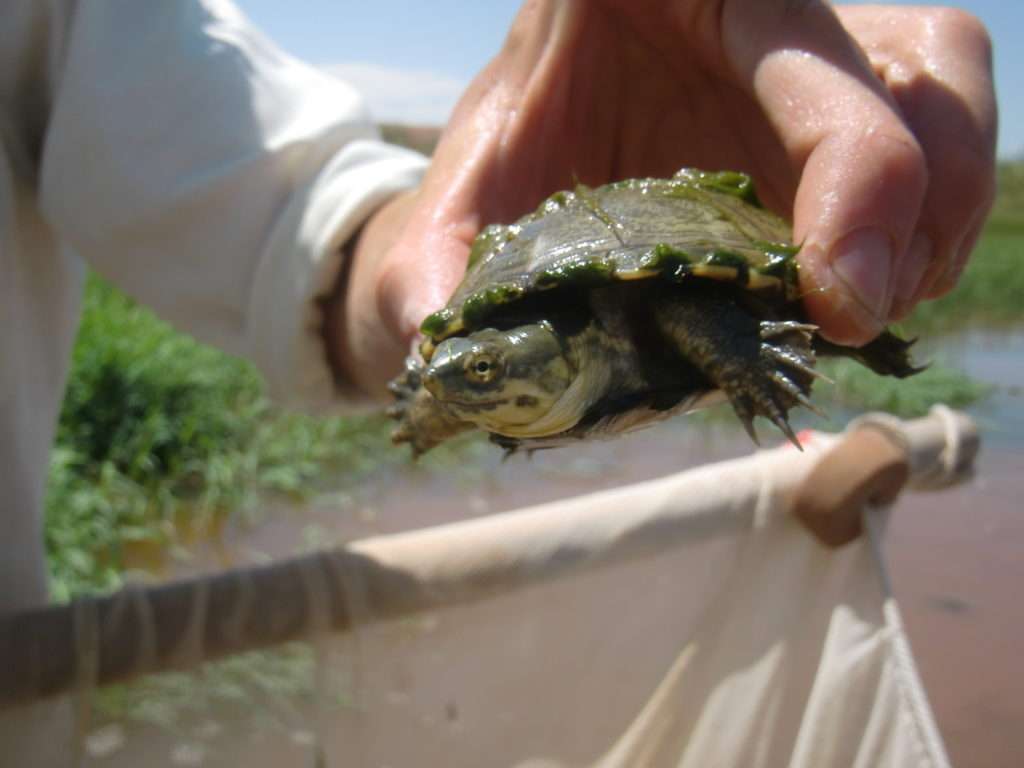 Turtle Photo