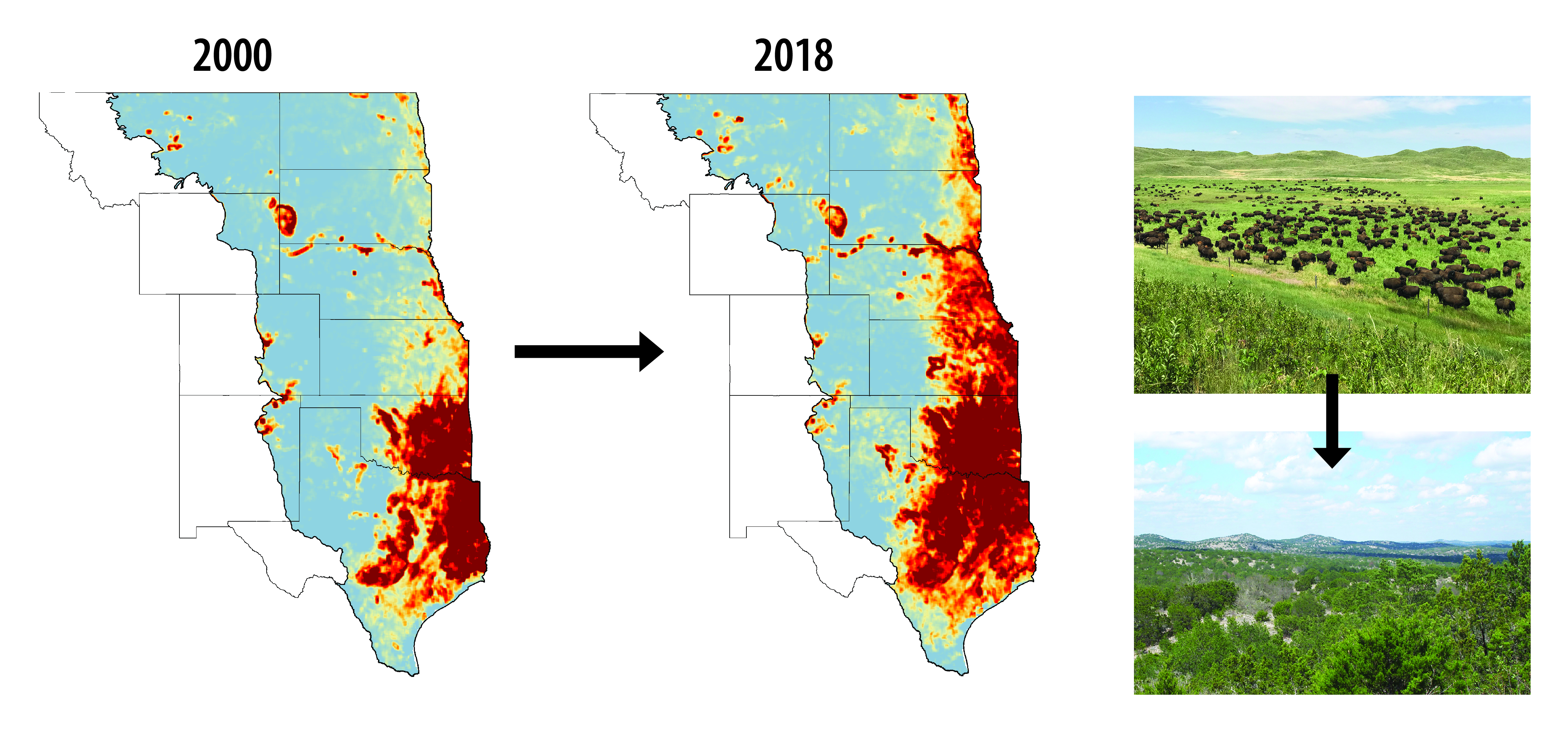Woody species map