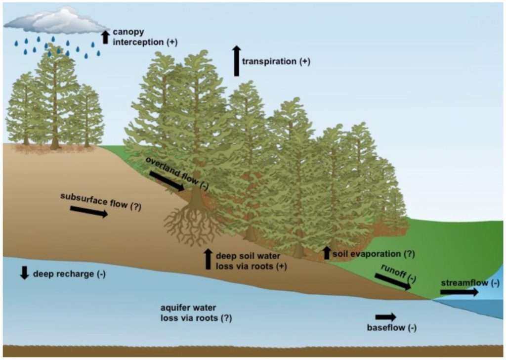 Illustration showing impact to water cycle from redcedar conversion