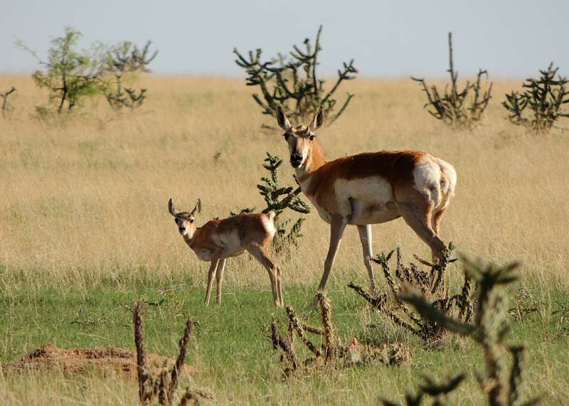 Pronghorn on grasslands