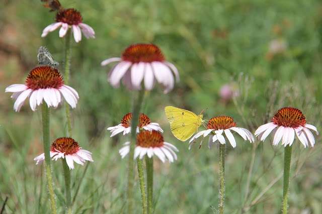 Coneflower and butterfly