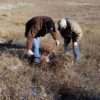 Ranchers cutting cedar