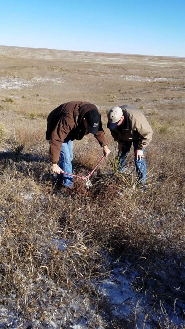 Ranchers cutting cedar